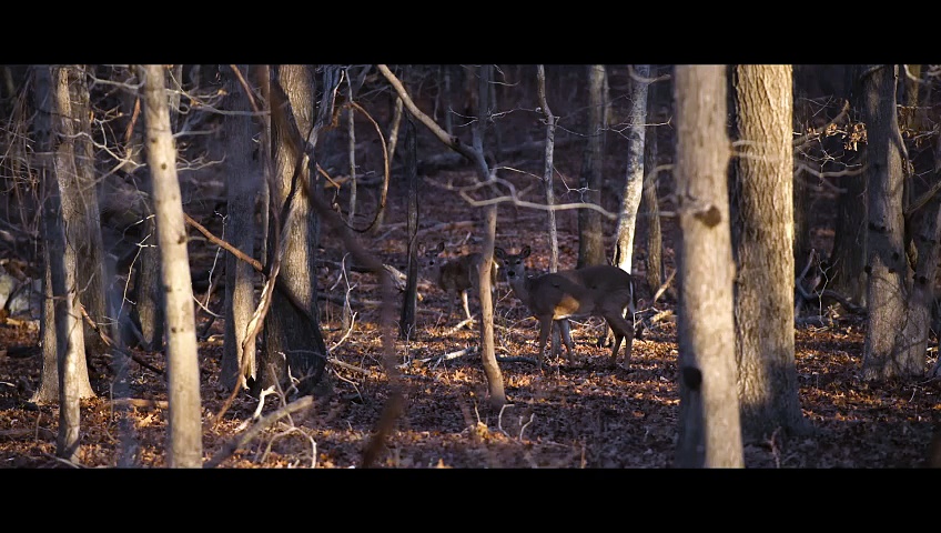 Teaser Trailer #1 for “The Man in My Basement” (2025) Starring Willem Dafoe and Corey Hawkins