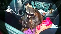 You Won’t Believe What This Raccoon Was Holding