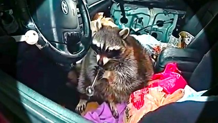 You Won’t Believe What This Raccoon Was Holding