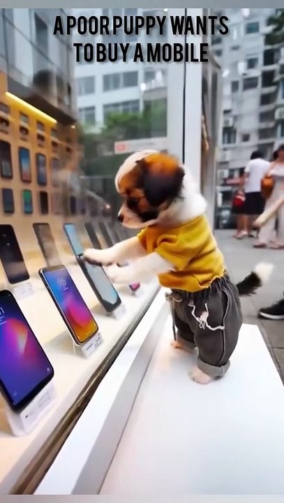 A poor Puppy wants to buy a Mobile