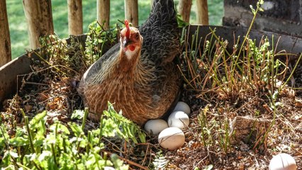 Alquiler de gallinas en algunas granjas de Estados Unidos una práctica que ha venido en aumento.