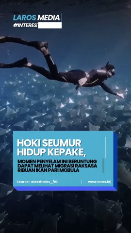 Hoki Seumur Hidup Kepake! Penyelam Ini Berhasil Abadikan Momen Migrasi Besar-besaran Ikan Pari Mobula
