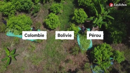 Pourquoi les Français sont de plus en plus accros à la cocaïne ?