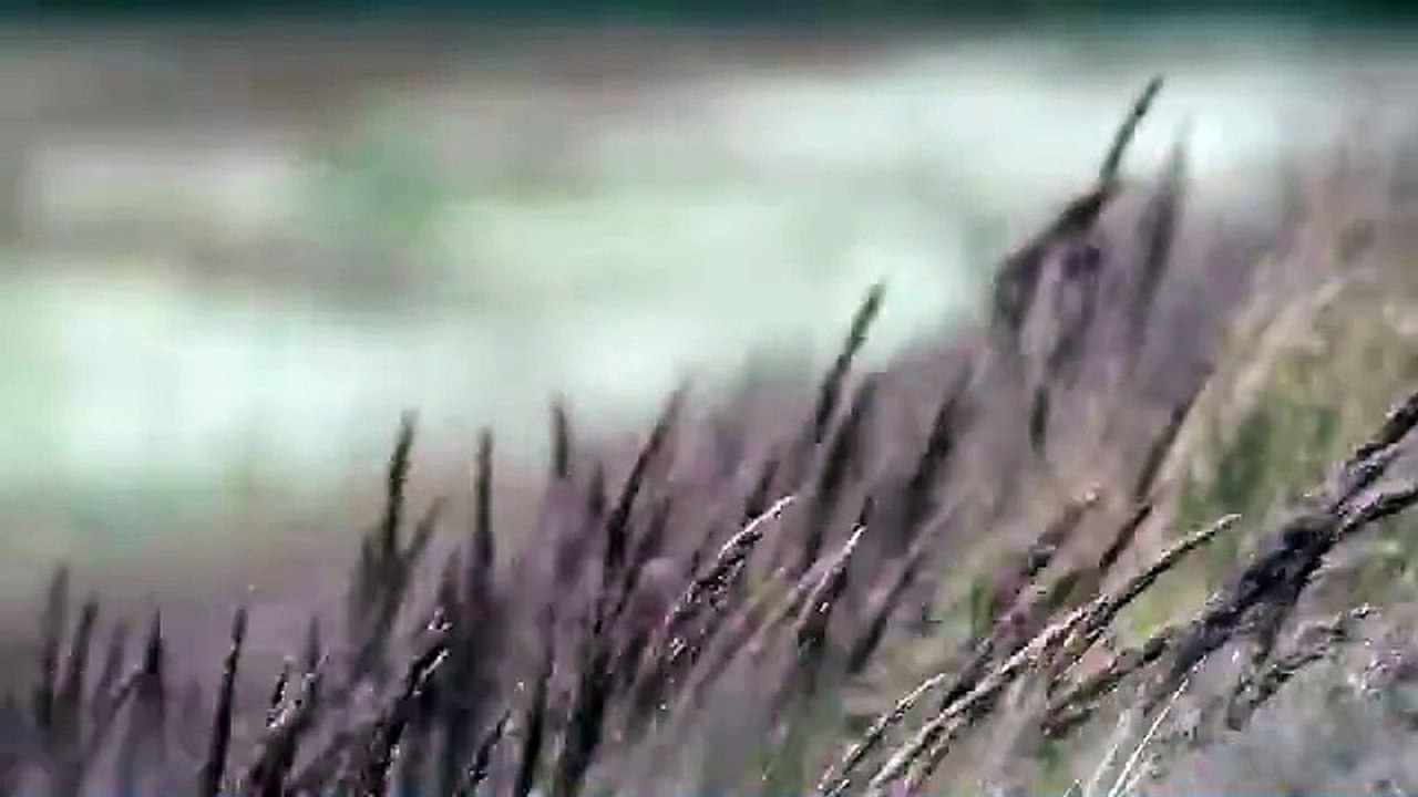 Heulender Herbstwind_ Sanfte Naturgeräusche zum Entspannen und Heilen (Tinnitus)