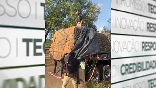 PRF apreende meia tonelada de cocaína escondida em carga de abacaxi