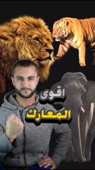 أقوى 3 معارك بين الحيوانات تم تصويرها! 🥊🔥https://psce.pw/7pda83#النواة #نمر #كلب_بري #أسد #تمساح #فيل#Alnawa #Panthera_pardus #Lycaon_pictus #Panthera_Leo #Crocodylidae #elephant #dubai🇦🇪 #dubailife #trending #travel #nature #wildlife