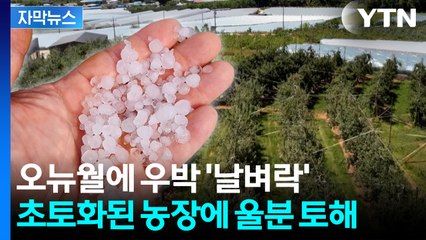 [자막뉴스] 1년 농사가 '순식간에'...수확 앞두고 떨어진 '구슬 우박' / YTN