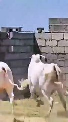 Mashallah Beautiful Cow Video #shortvideo #beutifulvideo #cow #2025 #shorts