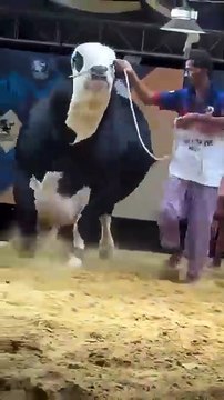 🤯,Bakra Eid 2025 ki gay ki Qurbani #islamicvideo #yousuf⚔️