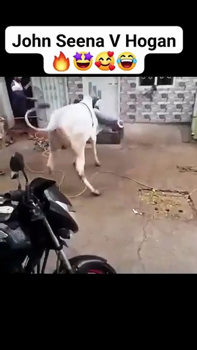 Qurbani Part 2 🤩 #trendingshorts #youtubeshorts #viralvideo #qurbani #qurbanistatus