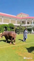 Pouring water on the buffaloes ｜ Eiduladha 2k25 ｜ Definitely Say Mashallah ｜ Don't skip !! 🔥😊