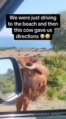Maniacal Moo-er!#fyp #foryou #cow #funny #animals #funnyanimals #funnyvideo