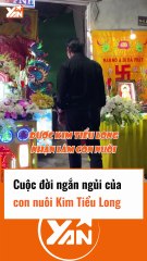 Cuộc đời ngắn ngủi của con nuôi Kim Tiểu Long