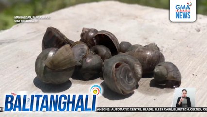 Pamemeste ng mga kuhol sa sakahan, problema ngayon ng ilang magsasaka | Balitanghali