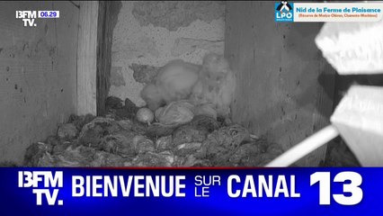 LES NUITS DE LA CHOUETTE - Nos conseils pour installer un nichoir dans votre jardin