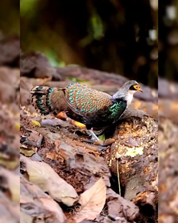 All video about birds life and hunting birds etc
