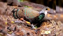 All video about birds life and hunting birds etc