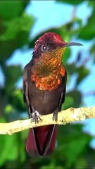All video about birds life and hunting birds etc