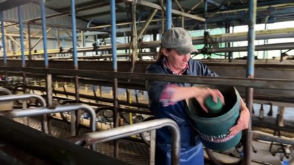 Last Eungella dairy farm closing as milk becomes 'cheaper than water'