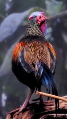 All video about birds life and hunting birds etc