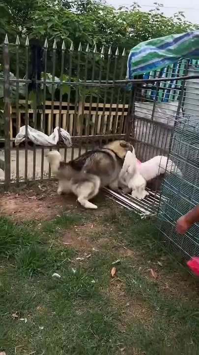 funny pets2025060601