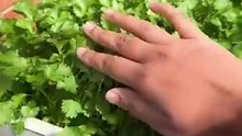 How to cultivate coriander with easy way