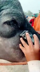 Dhanda_Nyoliwala-_Russian_Bandana__Music_Video__Deepesh_Goyal___VYRL_Haryanvi_#dhandanyoliwala#short(360p)