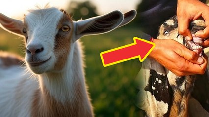 Eid Ul Adha 2025: कुर्बानी के बकरे की उम्र कितनी होना चाहिए, कुर्बानी से पहले दांत गिनना क्यों जरूरी