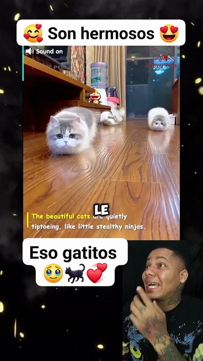 Gaticos gracioso