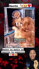 No importa, madre es madre