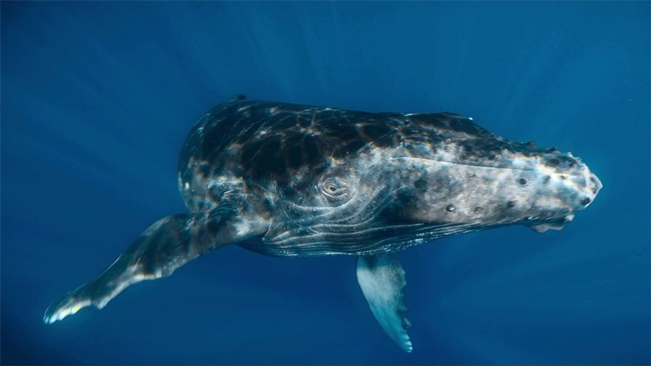 The Wild Ones Trailer OmdU