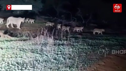 ભાવનગરમાં 20 સિંહોના પરિવારે મારી લટાર, જુઓ વાયરલ વીડિયો