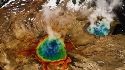 Wild Yellowstone Ruthless | Predators and majestic wilderness | Wild nature documentary