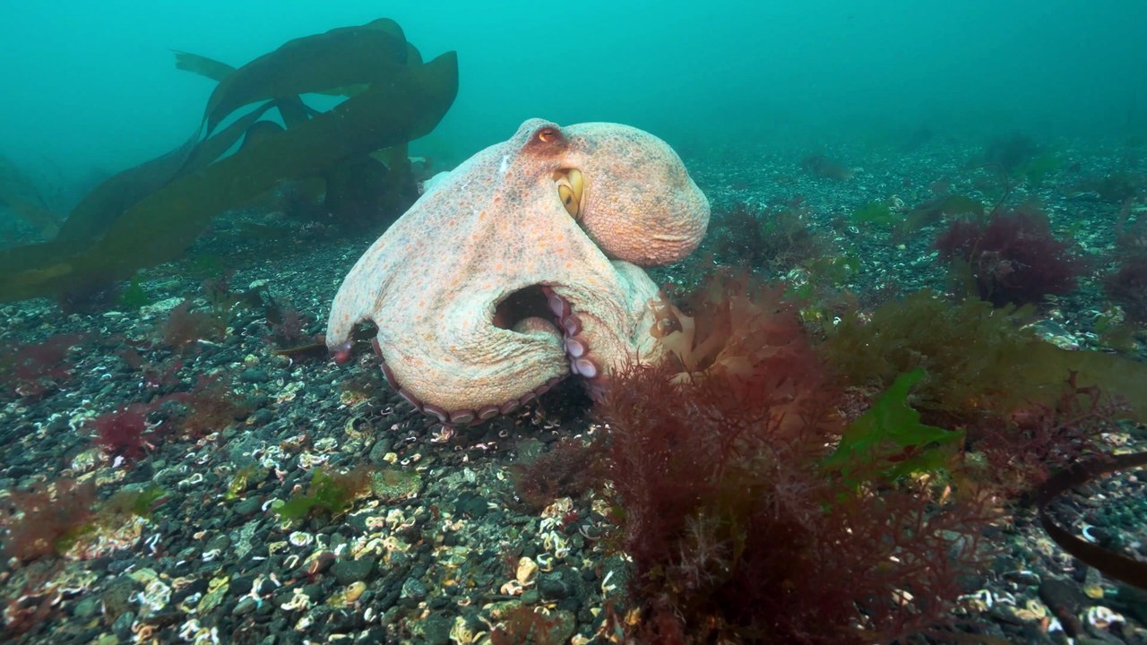 Rare octopus 'bloom' - video Dailymotion