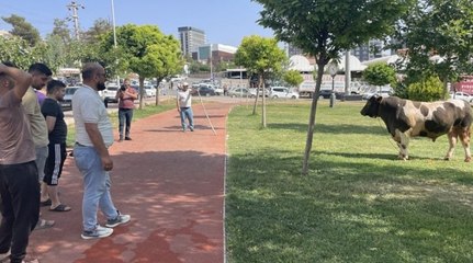 Kaçan kurbanlık parkta yakalandı