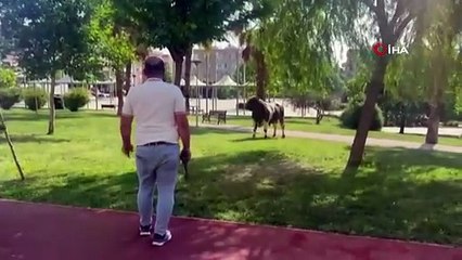 Kızgın kurbanlık boğa kasaba hayatının kabusunu yaşattı