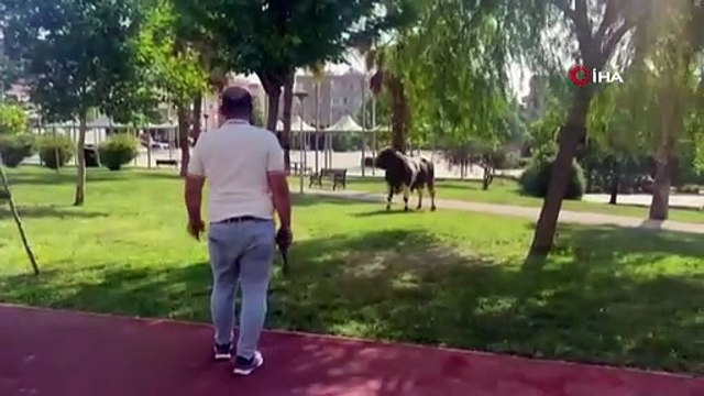 Kızgın kurbanlık boğa kasaba hayatının kabusunu yaşattı