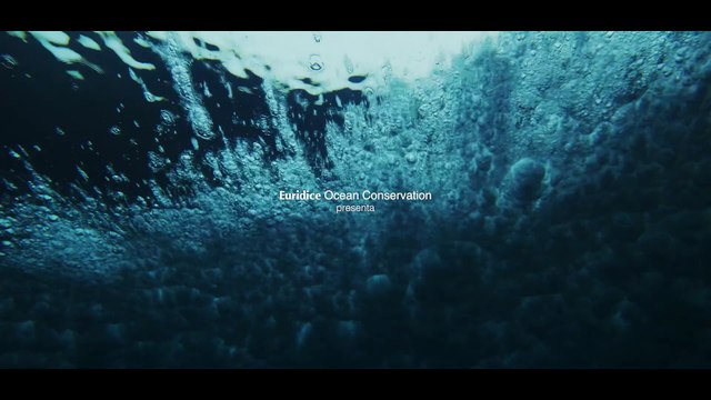 Il trailer di Shark Preyed , film-inchiesta sulla caccia allo squalo (che mangiamo senza saperlo)