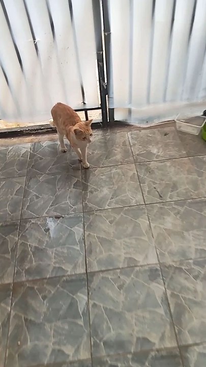 Kucing Lighting McQueen Diluar VS Kucing Lucky Dirumah • 06062025_142402 Mts