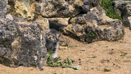 Port Lympne Safari Park welcomes six Pallas’s kittens