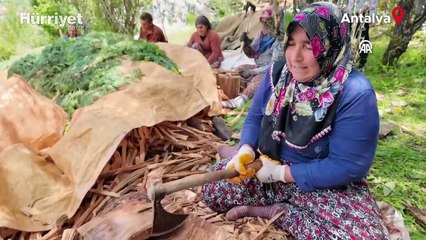 Toprağın içinden çıkarıp yakıyorlar: Yılda sadece 80 kilo elde ediliyor