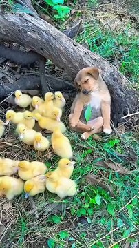 Little kitte new viral funny video 📸 cats lover 😍 animals love 💝😘#shorts #shortvideos #viralvideos #viralshorts #funny #funnyvideos #comedy kittens #cats #animals #love #care