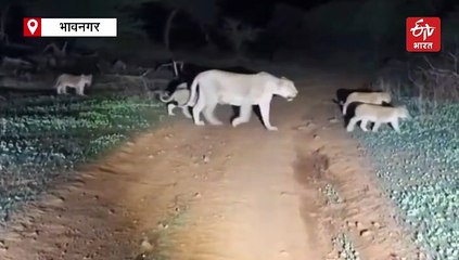 घूमता दिखाई दिया एकसाथ 20 शेरों का कुनबा, वीडियो आया सामने, वन विभाग अलर्ट