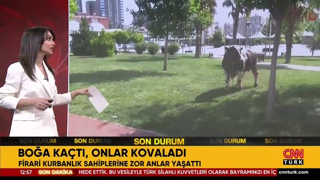 Firari kurbanlıklar sahiplerine zor anlar yaşattı: Boğa kaçtı, onlar kovaladı!