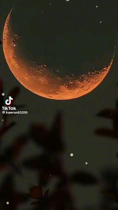 Eid Mubarak Special ✨️ 💖 #cat #eid #eidmubarak #bakraeid #barieidmubarak #cutecat #ai #catshort #trendingvideo #trendingshorts #vitual #catlover #viralshorts #ytshorts #funny #crazyfunnyvideos #shortsfeed #shortvideo #funnyanimalvideos