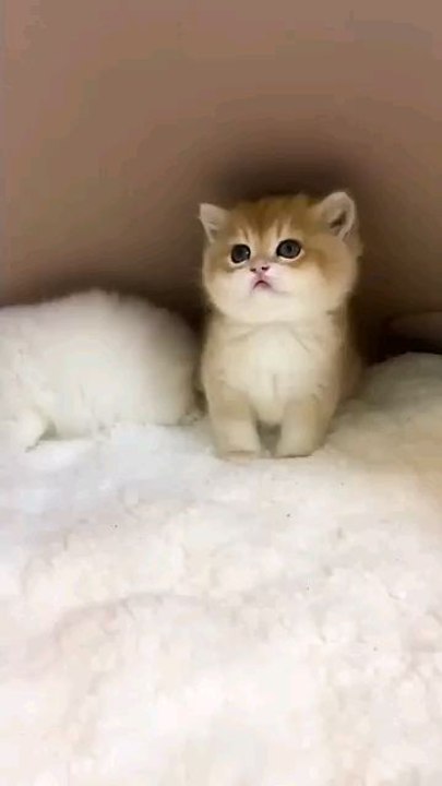 Cute cat 😻 #cat #eid #eidmubarak #bakraeid #barieidmubarak #cutecat #ai #catshort #trendingvideo #trendingshorts #vitual #catlover #viralshorts #ytshorts #funny #crazyfunnyvideos #shortsfeed #shortvideo #funnyanimalvideos
