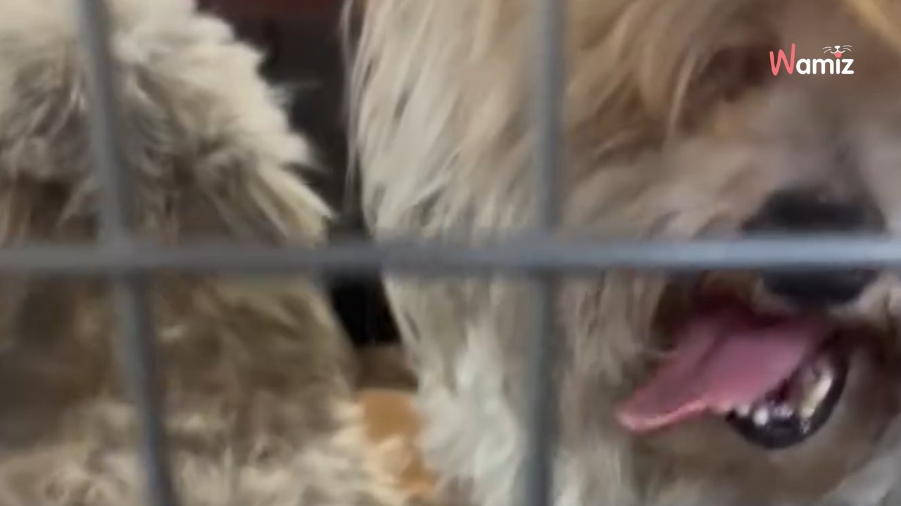 Une association essaie de sauver trois petits chiens errants : elle se fait voler son piège pendant l'intervention