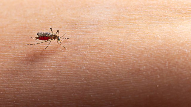 Alerta en Santander: confirman dos muertes por dengue y más de 5.800 casos