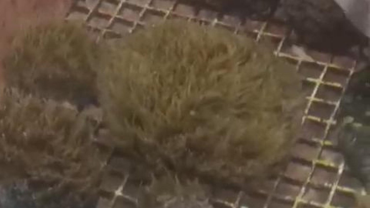 Corales enfermos recuperados tras su tratamiento en el Coral Lab de Punta Cana.