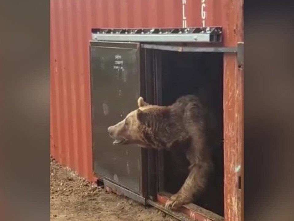 Von Aserbaidschan auf die Isle of Wight: Bären erhalten neues Leben
